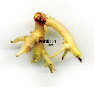 PARWEEN - point