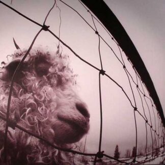 PEARL JAM - vs. - VINYL LP (clear)