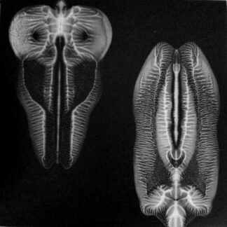 SKULL DEFEKTS, THE - dances in dreams of the known unknown - CD digisleeve